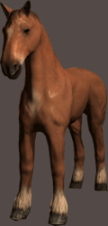 Horse Model
